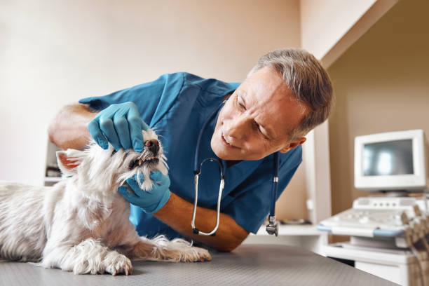 Best Weekend Emergency Dentist in Elkhorn City, KY